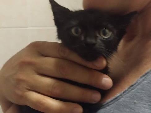 Adotta il gatto ZOE a Palermo