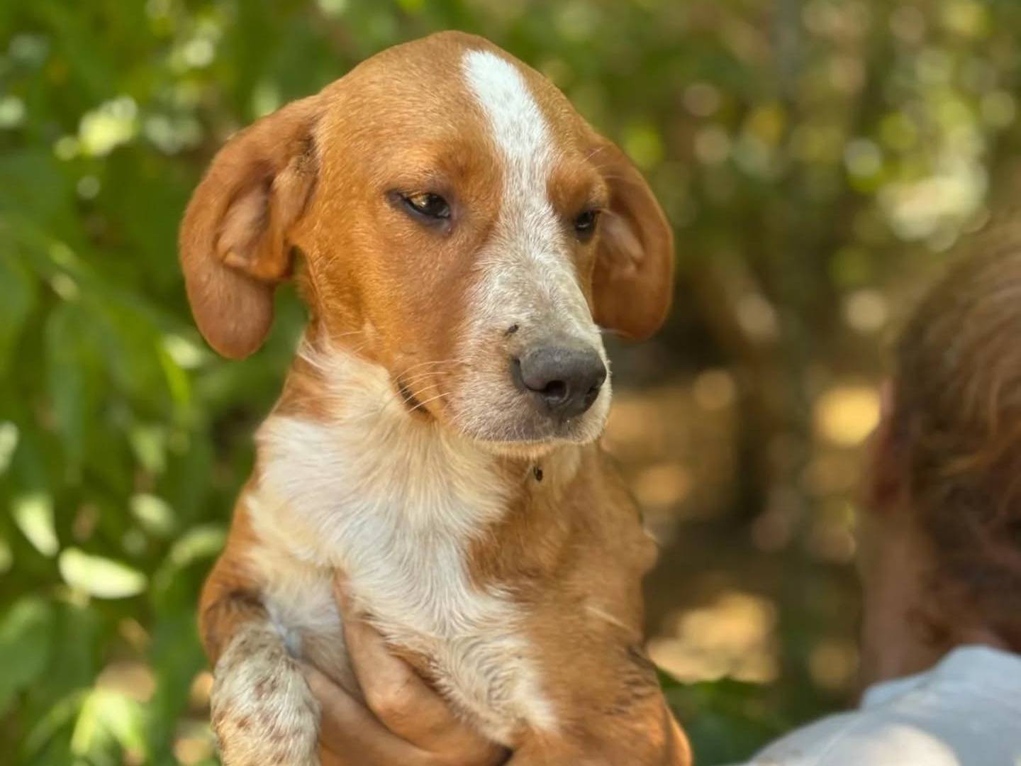 Adotta un cane, maschio, 4 mesi, Latina