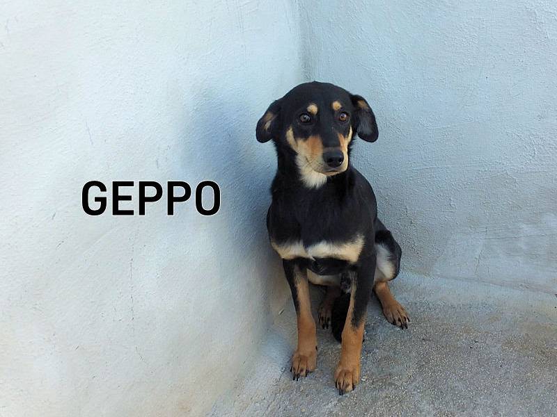 Adozione cane, maschio, Razza sconosciuta Razza sconosciuta, 4 anni, taglia media, Frosinone
