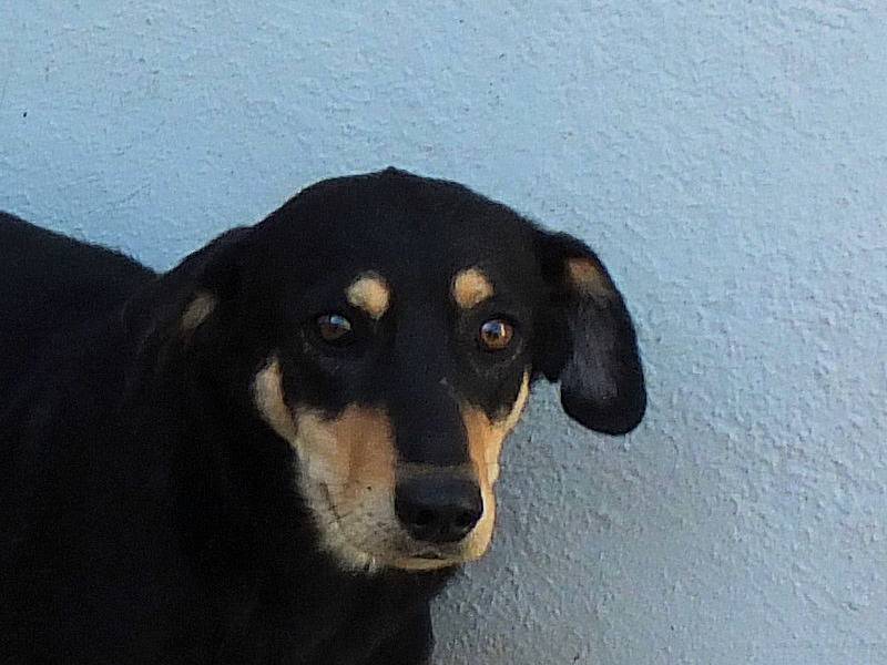 Adotta un cane, maschio, 4 anni, Frosinone