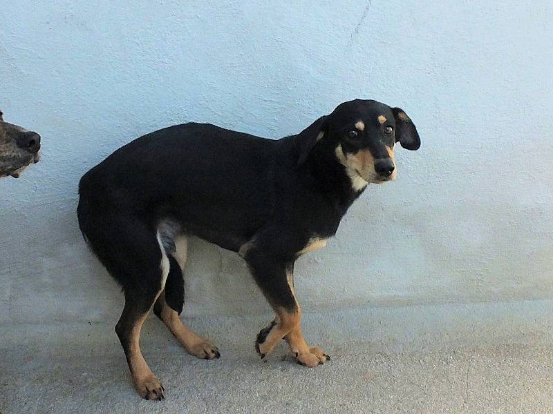 Adotta un cane, taglia media, maschio, Frosinone