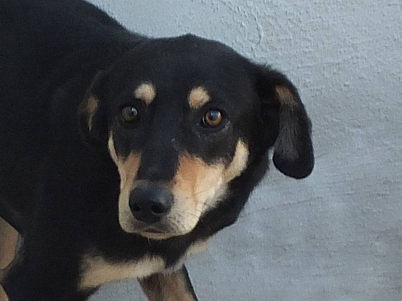 Vuoi adottare un cane a Frosinone?