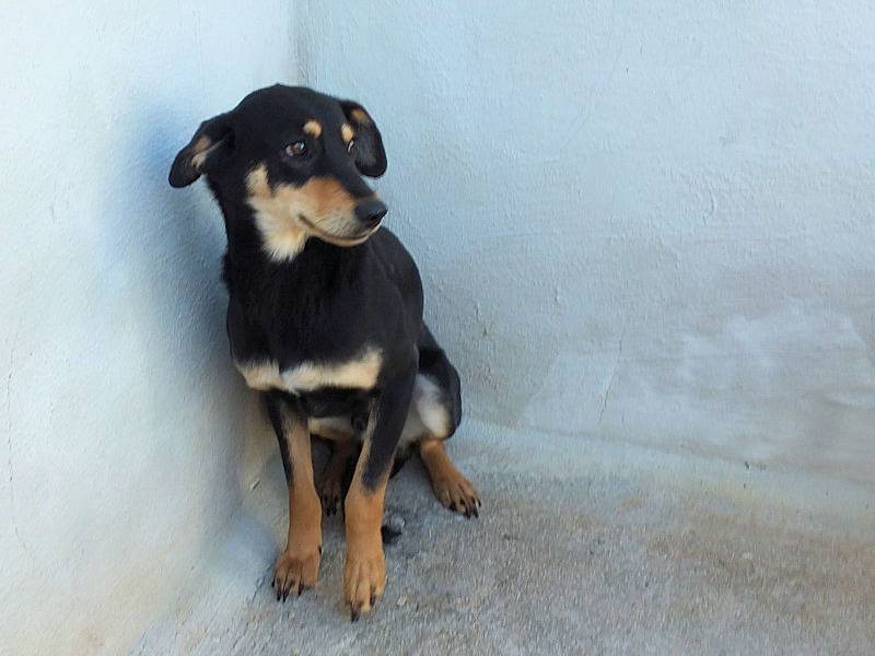 Adotta il cane GEPPO a Frosinone