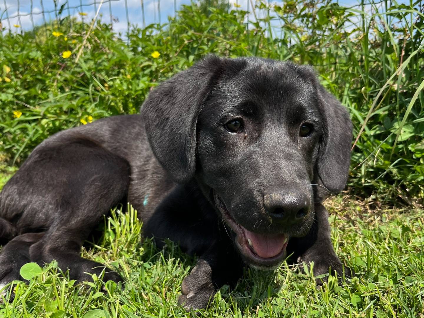 Adozione cane, femmina, Labrador Retriever Razza sconosciuta, 6 mesi, taglia media, Milano