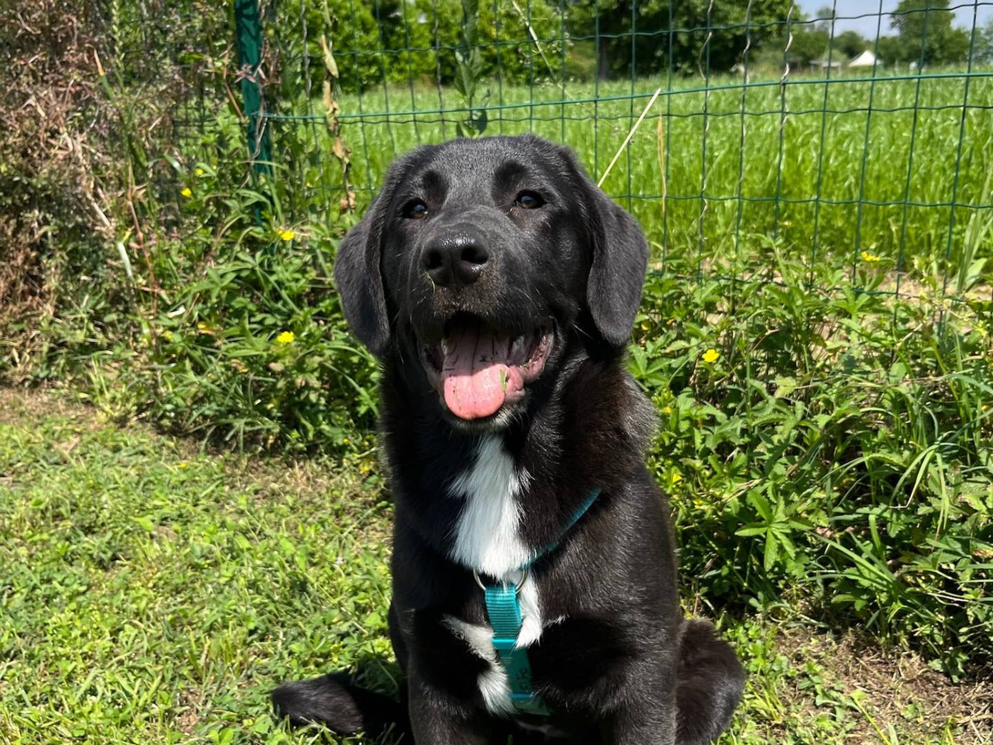 Adotta un cane, femmina, 6 mesi, Milano