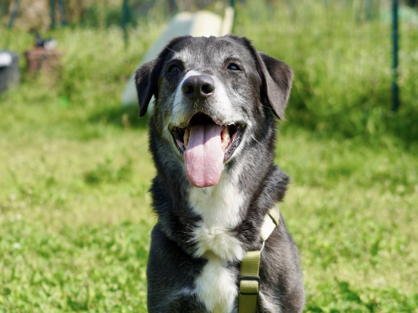Adozione cane, maschio, Razza sconosciuta Razza sconosciuta, 10 anni e 5 mesi, taglia media, Milano