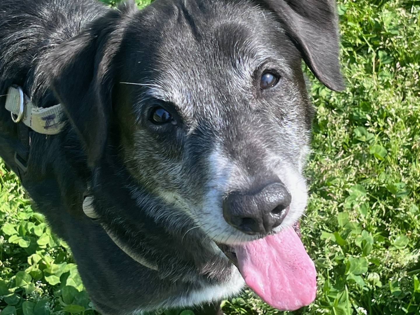 Adotta un cane, maschio, 10 anni e 5 mesi, Milano