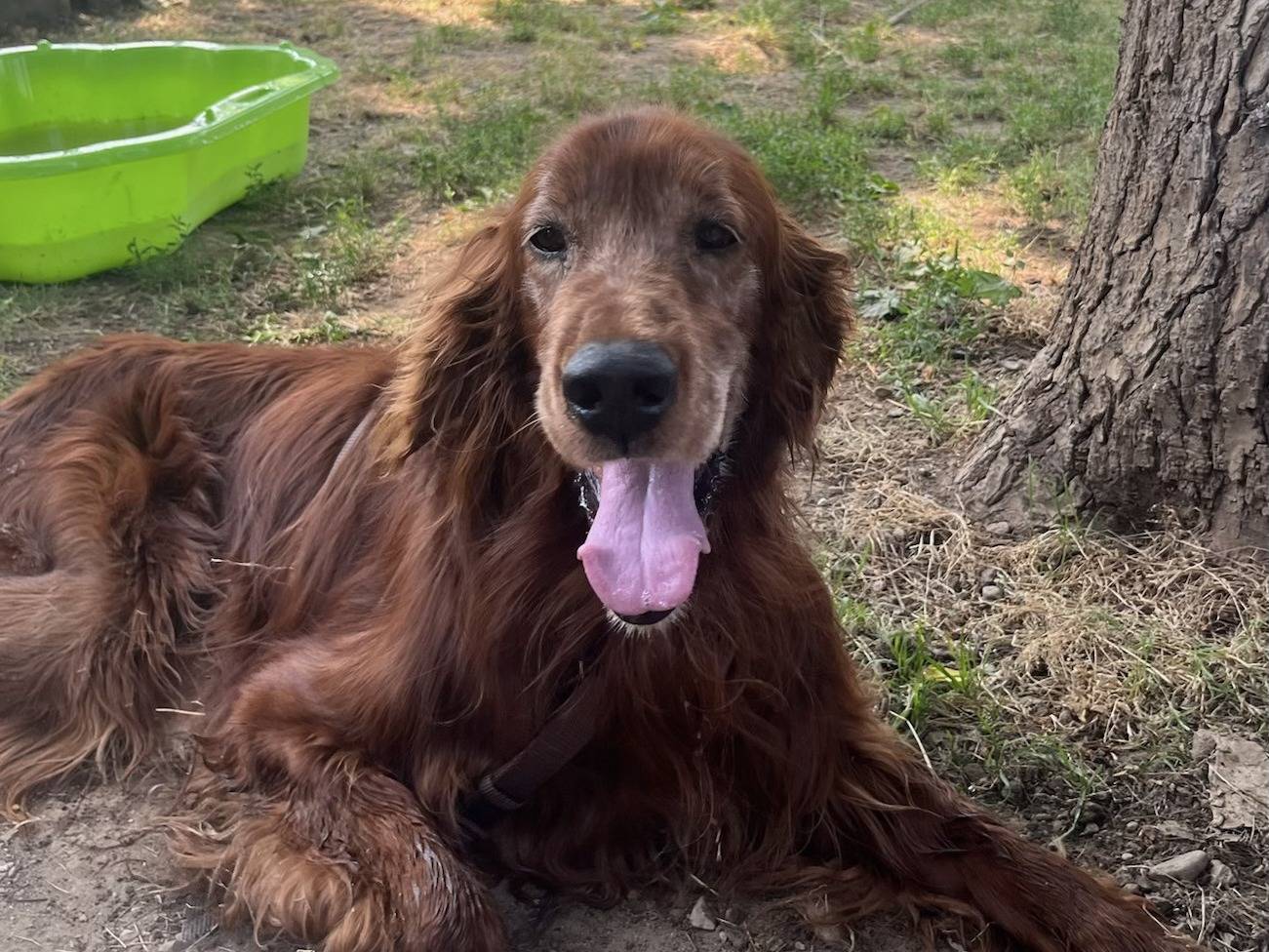 Adozione cane, maschio, Setter Inglese Razza sconosciuta, 9 anni e 5 mesi, taglia media, Milano
