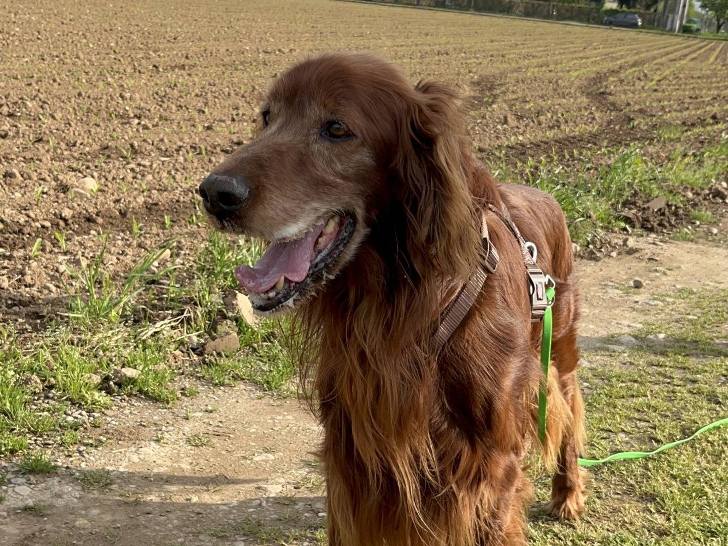 Adotta un cane, maschio, 9 anni e 5 mesi, Milano