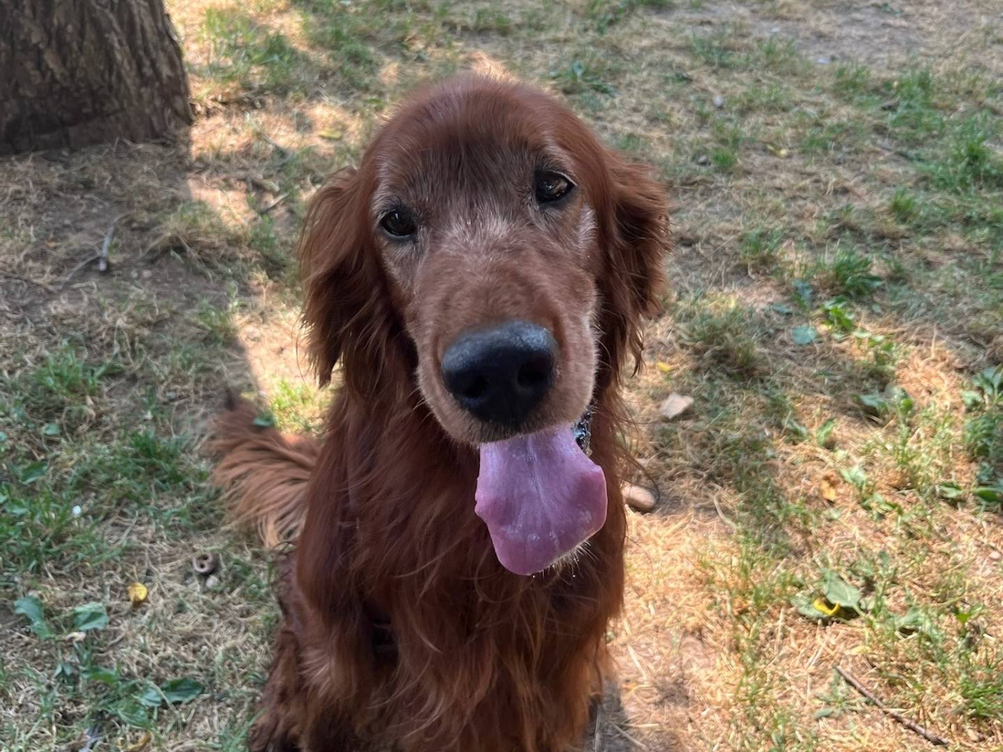 Adotta un cane, taglia media, maschio, Milano
