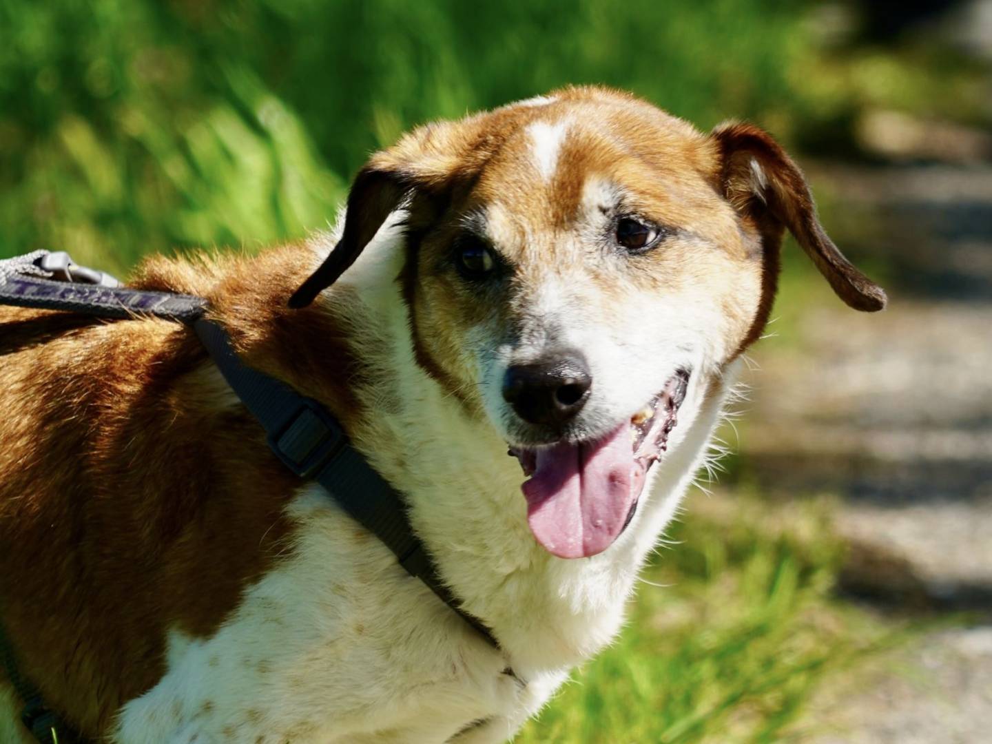 Vuoi adottare un cane a Milano?