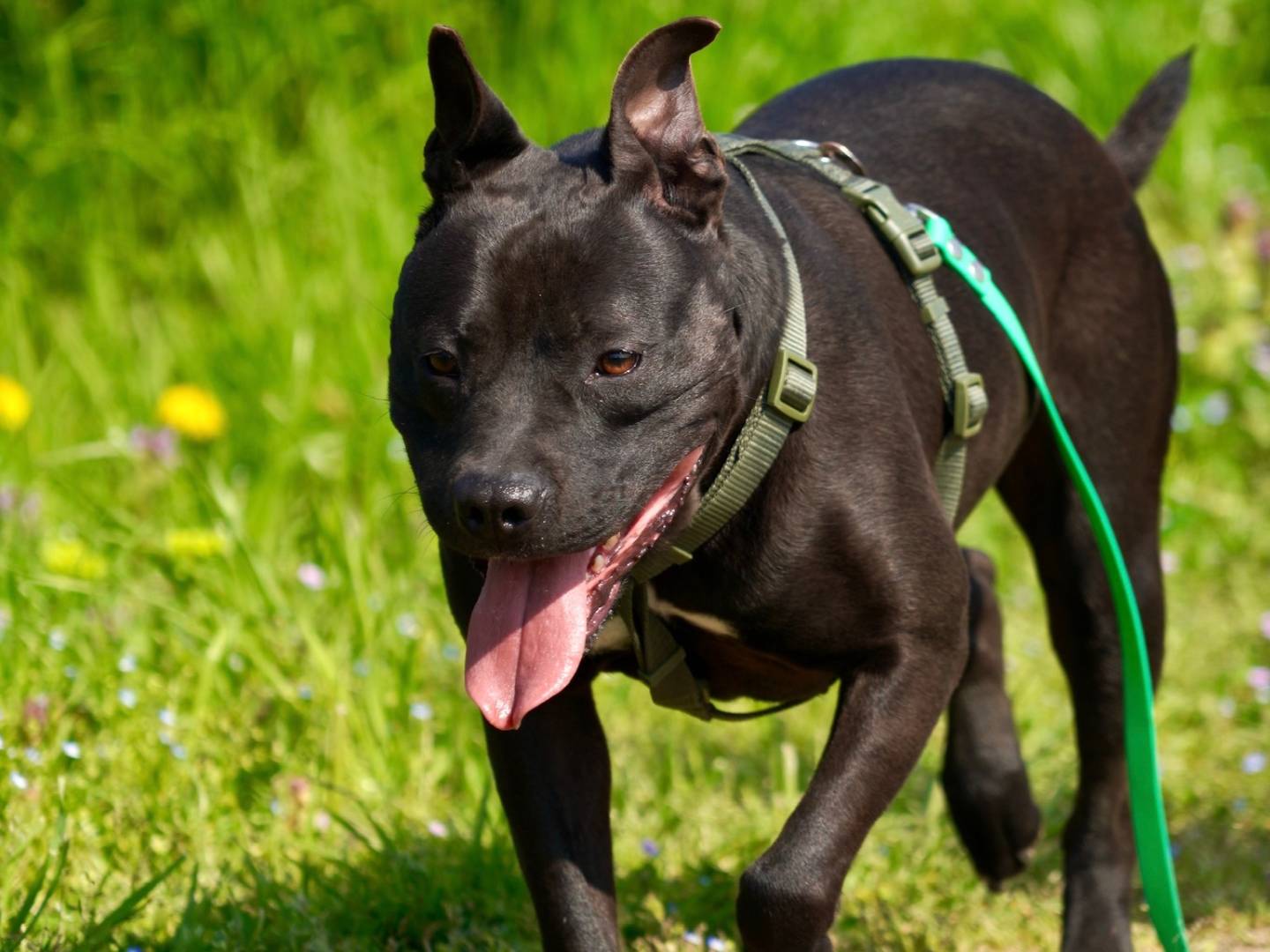 Adozione cane, femmina, Amstaff Razza sconosciuta, 3 anni e 5 mesi, taglia grande, Milano