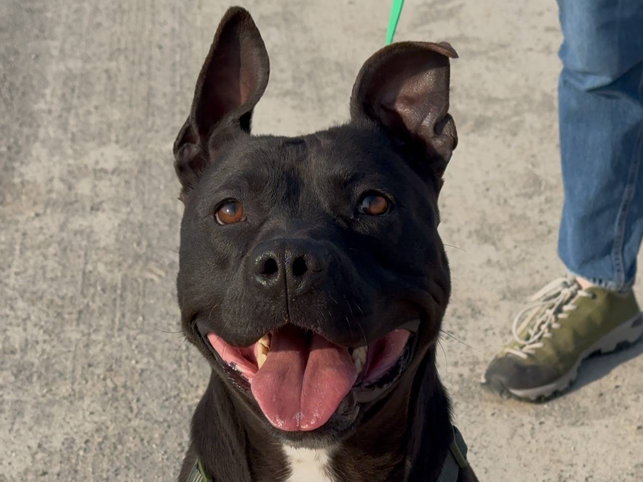 Adotta un cane, femmina, 3 anni e 5 mesi, Milano