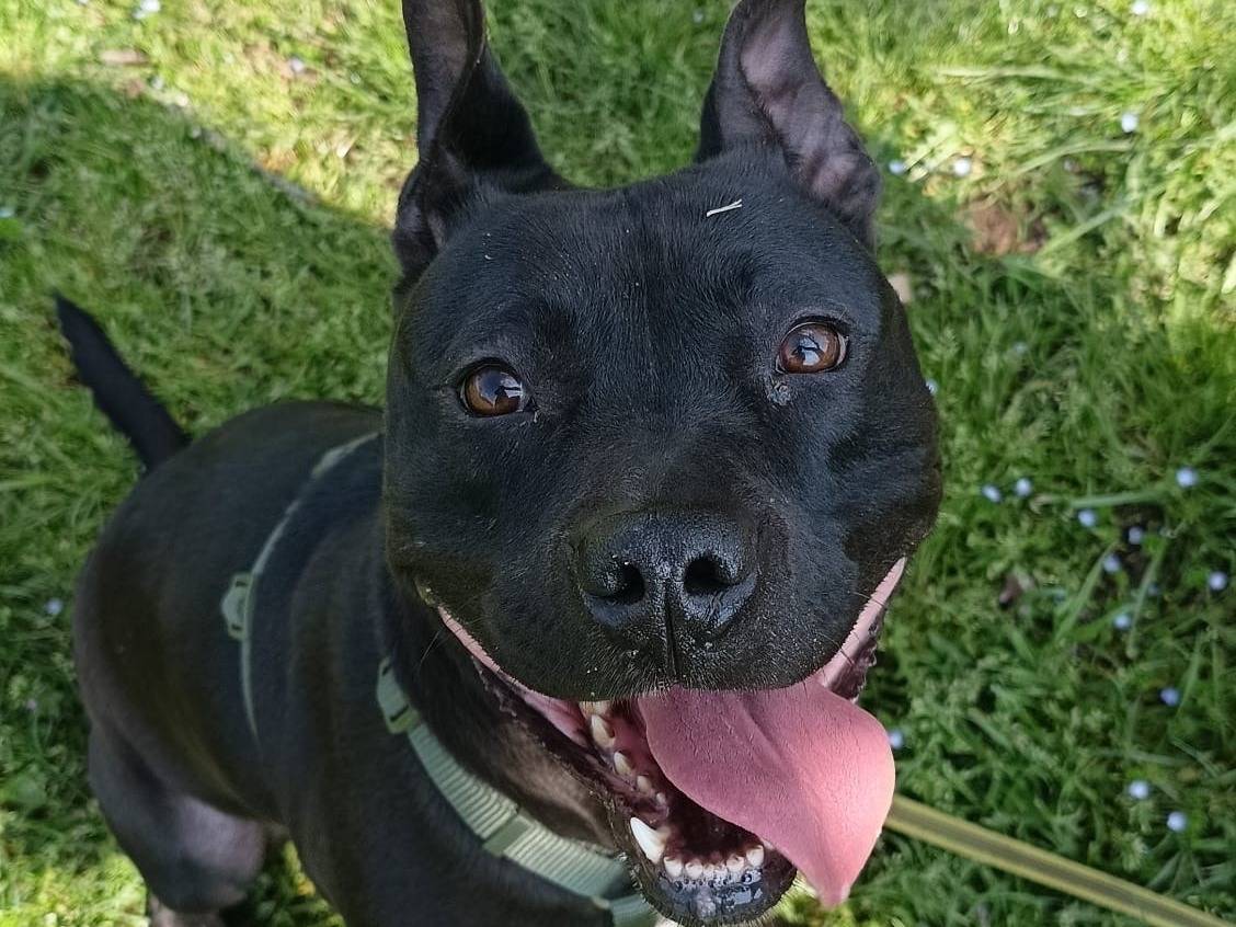 Adotta un cane, taglia grande, femmina, Milano
