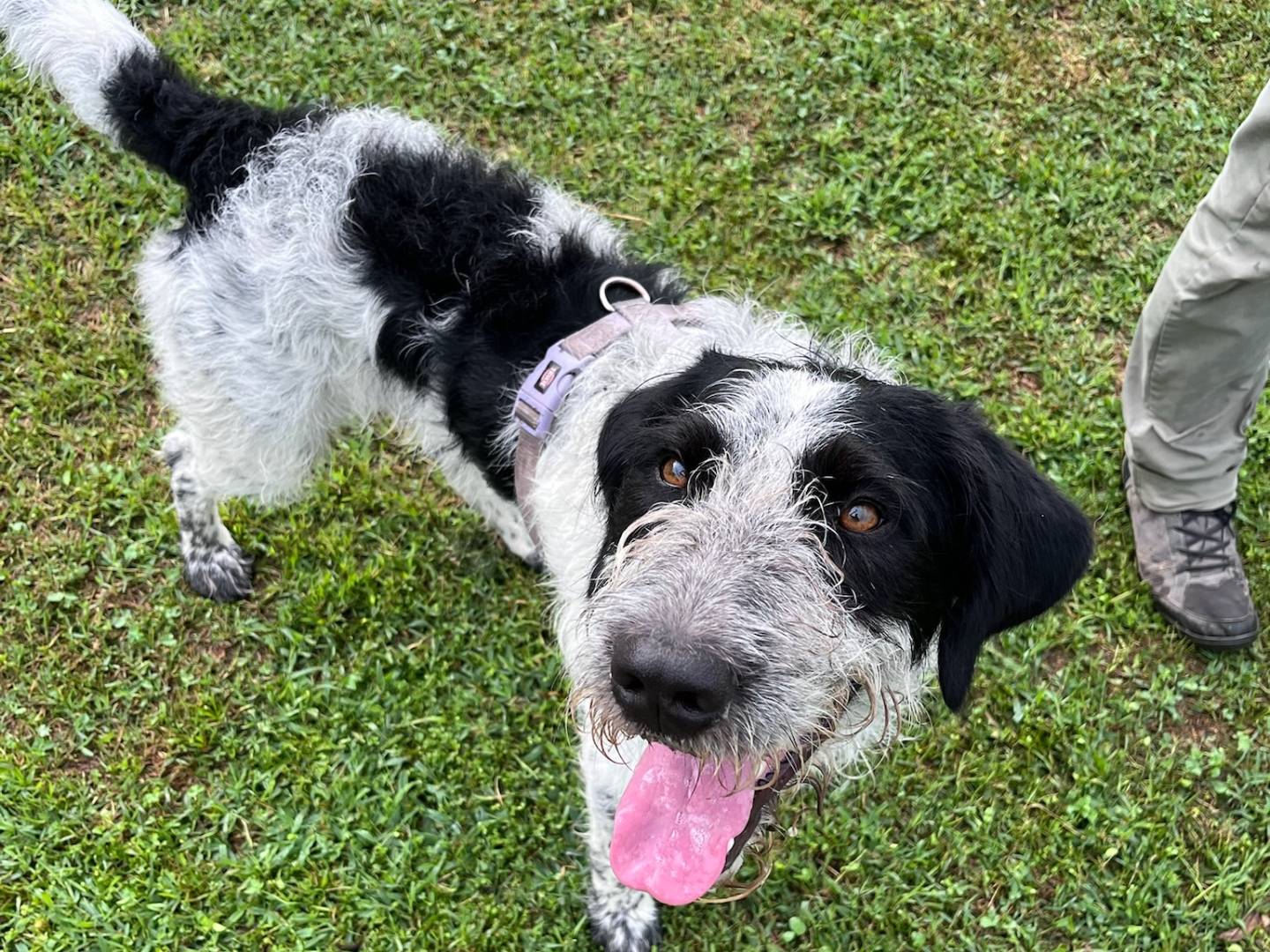 Adozione cane, maschio, Spinone Razza sconosciuta, 2 anni e 6 mesi, taglia media, Milano