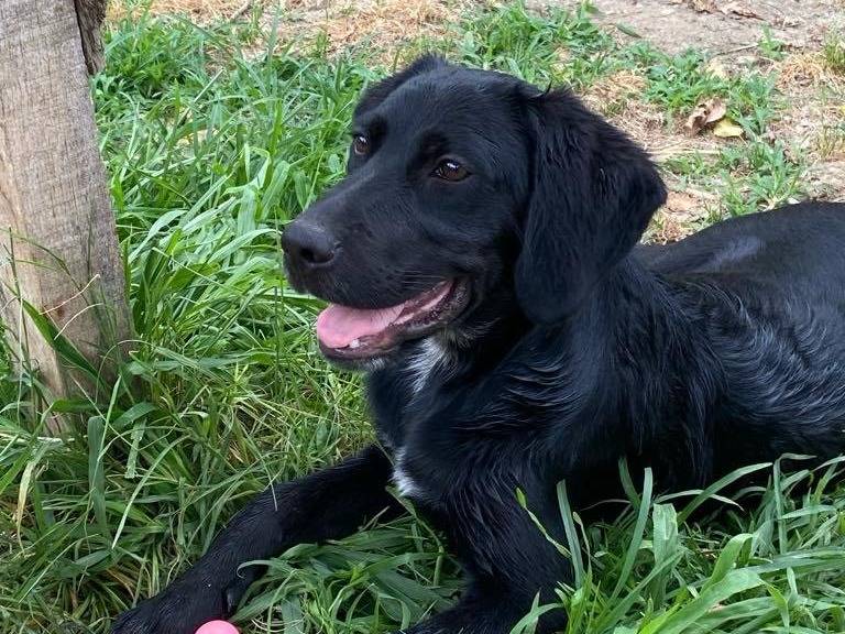 Adozione cane, maschio, Setter Inglese Razza sconosciuta, 7 mesi, taglia media, Milano