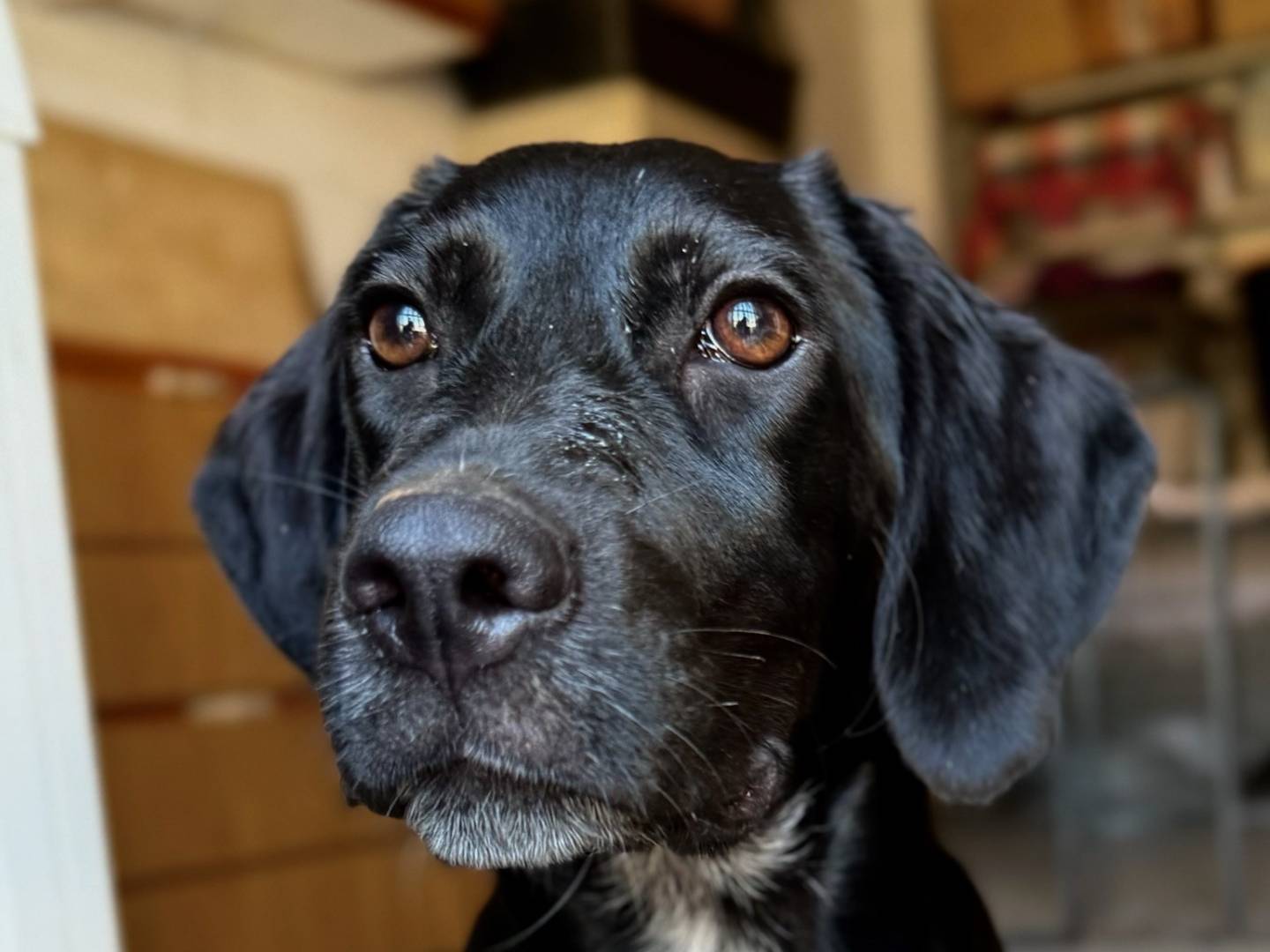 Adotta un cane, maschio, 7 mesi, Milano
