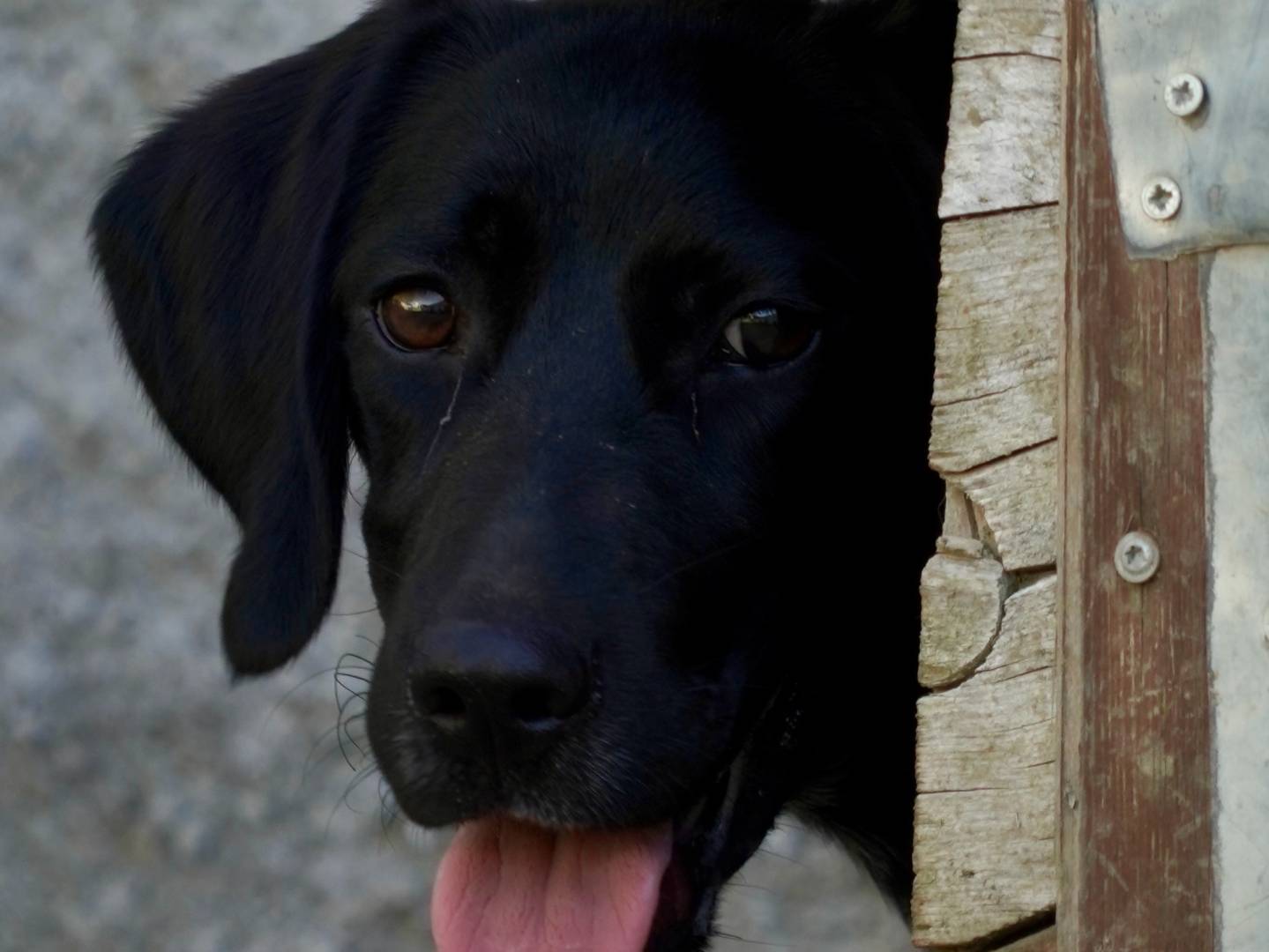 Adotta un cane, taglia media, maschio, Milano
