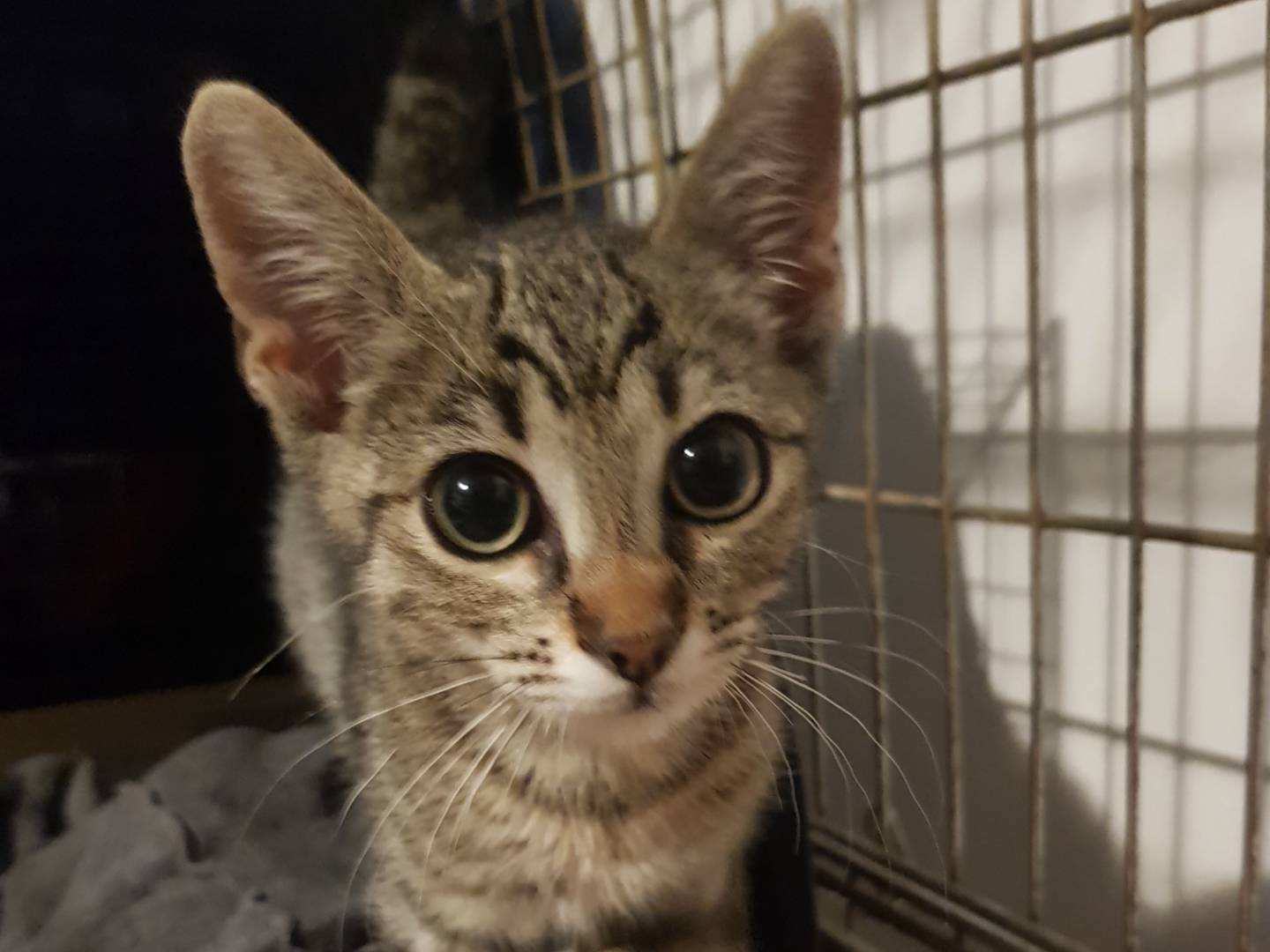 Adozione gatto, maschio, Razza sconosciuta Razza sconosciuta, 2 mesi, taglia non valida, Parma