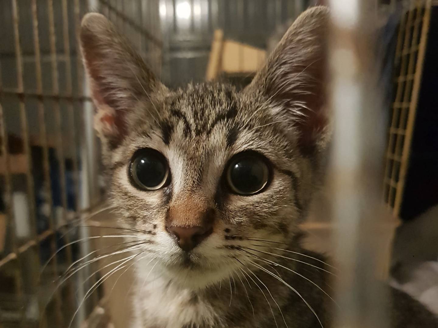 Adotta un gatto, maschio, 2 mesi, Parma