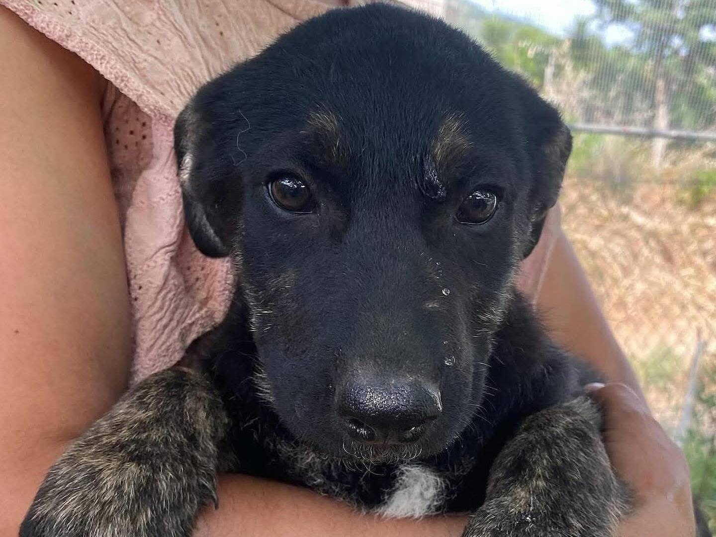 Adotta un cane, femmina, 5 mesi, Latina