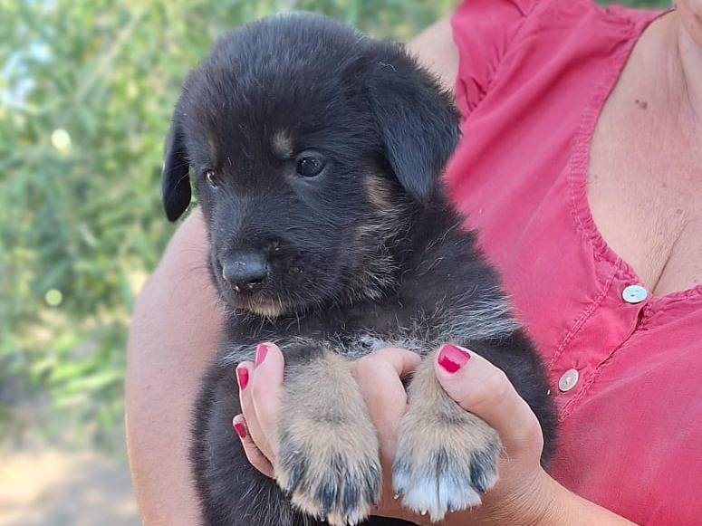 Adozione cane, maschio, Pastore tedesco Razza sconosciuta, 1 mesi, taglia media, Bologna