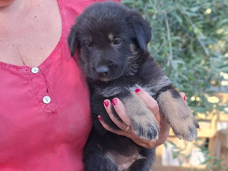 Adotta un cane, maschio, 1 mesi, Bologna