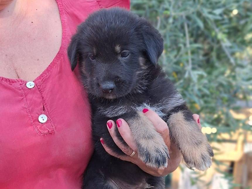 Adotta un cane, taglia media, maschio, Bologna