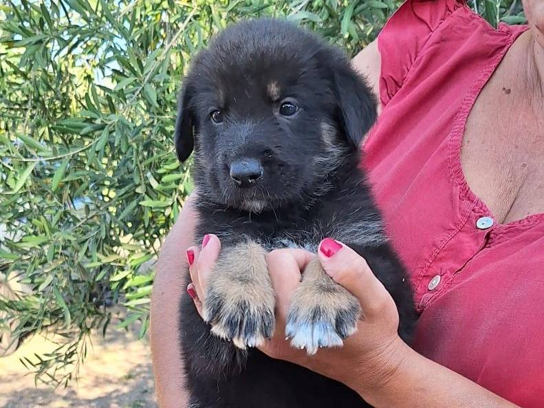 Vuoi adottare un cane a Bologna?
