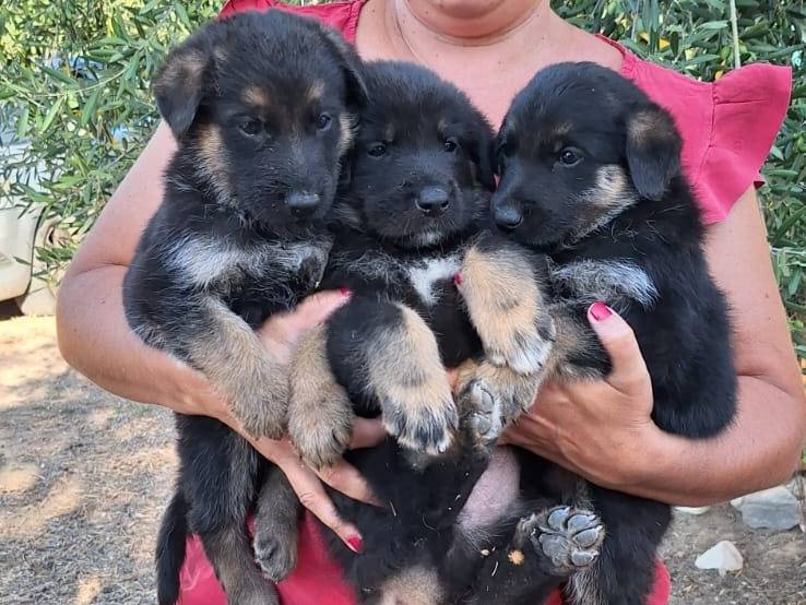 Adotta il cane Saywer a Bologna