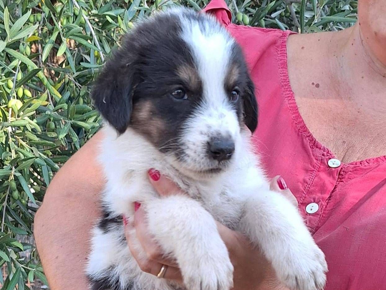 Adozione cane, femmina, Pastore tedesco Pastore maremmano, 1 mesi, taglia media, Brescia