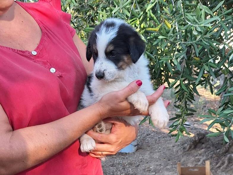Adotta un cane, femmina, 1 mesi, Brescia