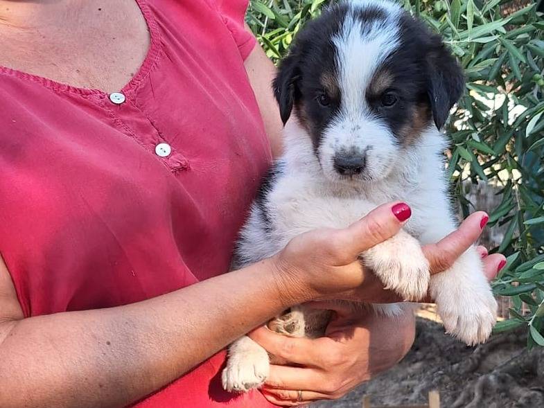 Adotta un cane, taglia media, femmina, Brescia