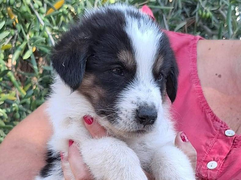 Vuoi adottare un cane a Brescia?