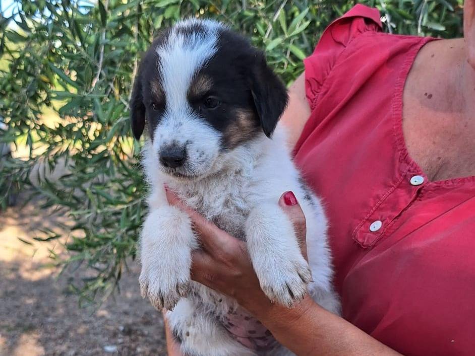 Adotta il cane Audrey  a Brescia