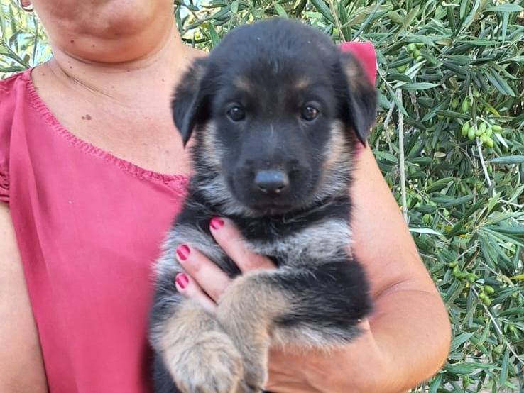 Adozione cane, femmina, Pastore tedesco Razza sconosciuta, 1 mesi, taglia media, Bergamo