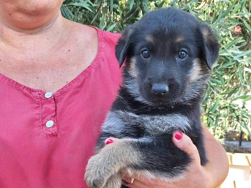 Adotta un cane, femmina, 1 mesi, Bergamo