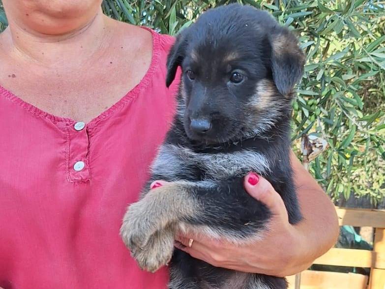 Adotta un cane, taglia media, femmina, Bergamo