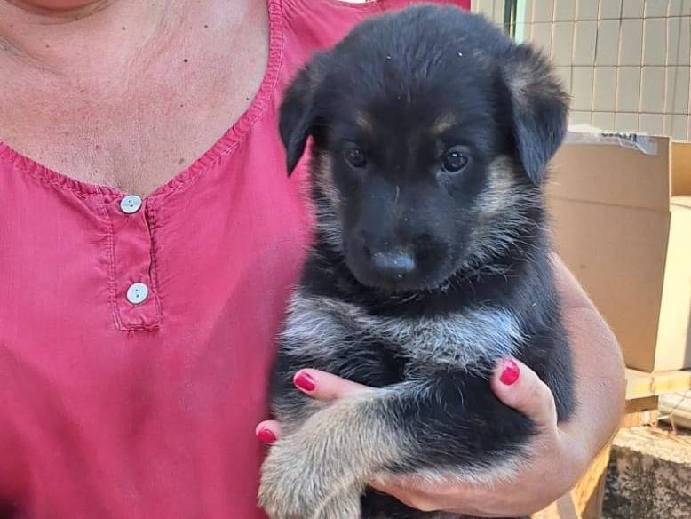Vuoi adottare un cane a Bergamo?