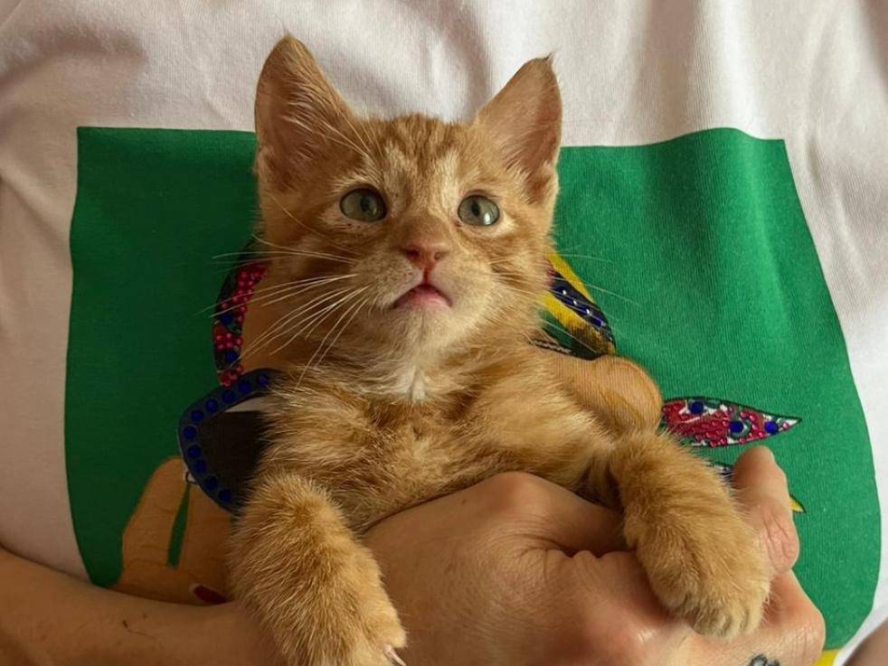 Vuoi adottare un gatto a Varese?