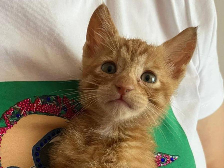 Adotta il gatto Vincent Van Miao a Varese