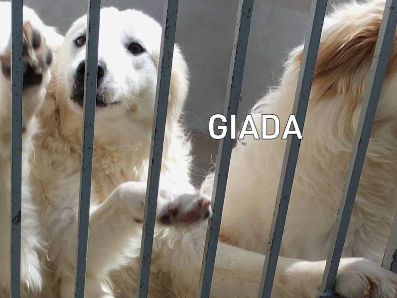 Adozione cane, femmina, Pastore maremmano Razza sconosciuta, 2 anni e 3 mesi, taglia grande, Frosinone