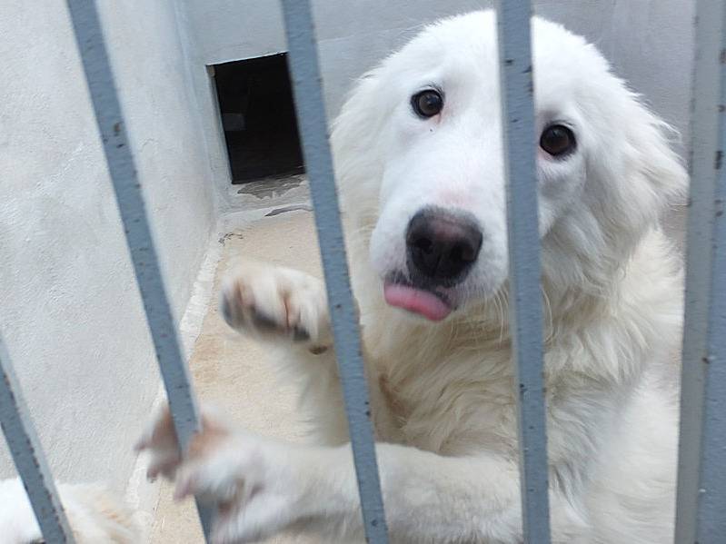 Adotta un cane, femmina, 2 anni e 3 mesi, Frosinone