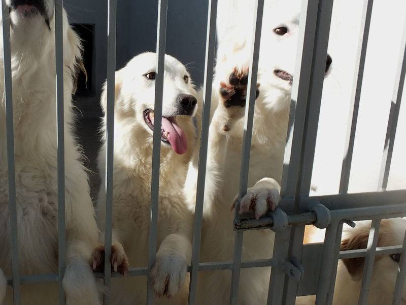 Adotta un cane, taglia grande, femmina, Frosinone