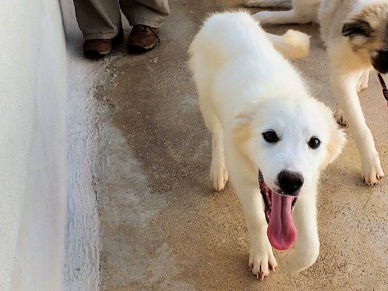 Vuoi adottare un cane a Frosinone?