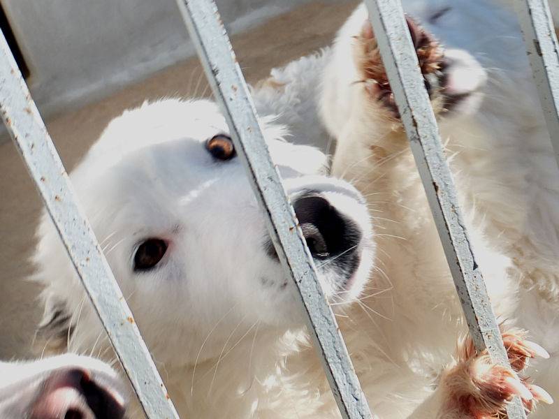 Adotta il cane GIADA a Frosinone