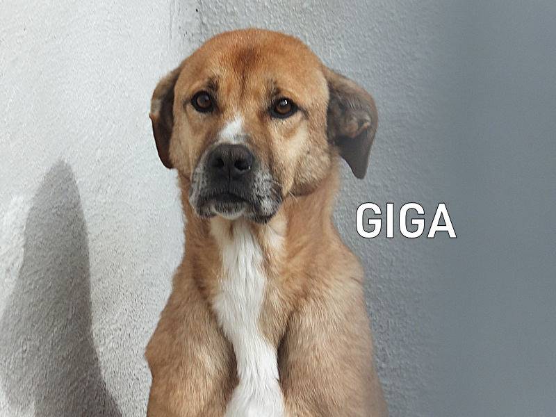 Adozione cane, maschio, Razza sconosciuta Razza sconosciuta, 4 anni e 1 mese, taglia media, Frosinone