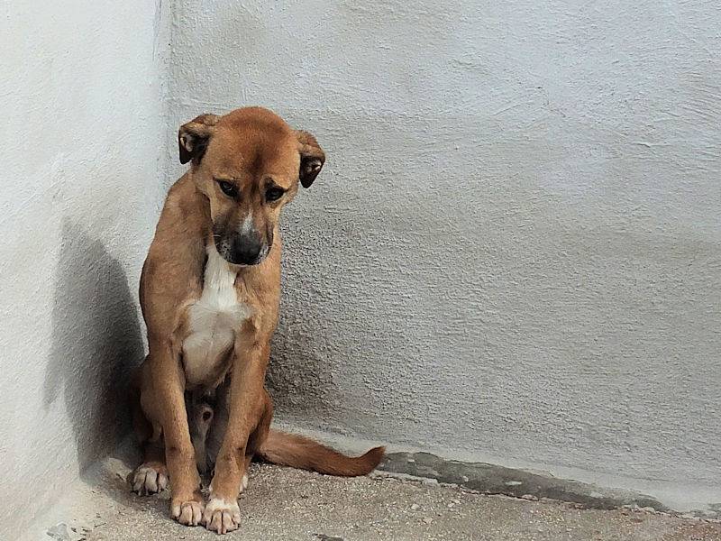 Adotta un cane, taglia media, maschio, Frosinone