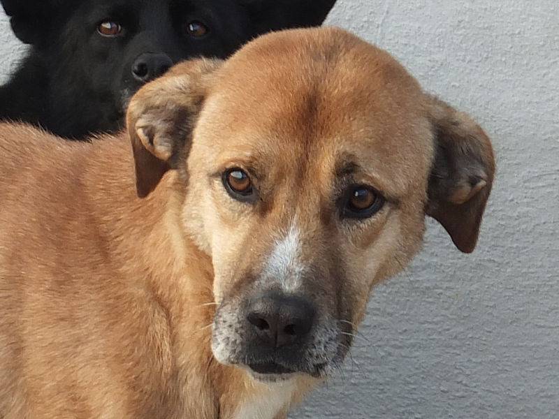 Vuoi adottare un cane a Frosinone?