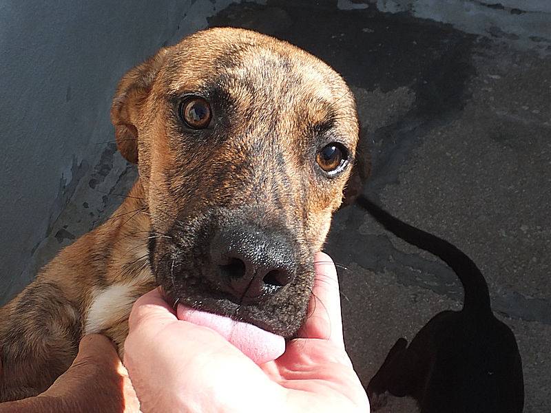 Adotta un cane, femmina, 2 anni e 7 mesi, Frosinone